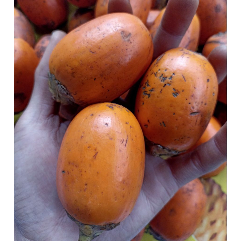 

buah jambe kuning/pinang kuning muda per 1kg