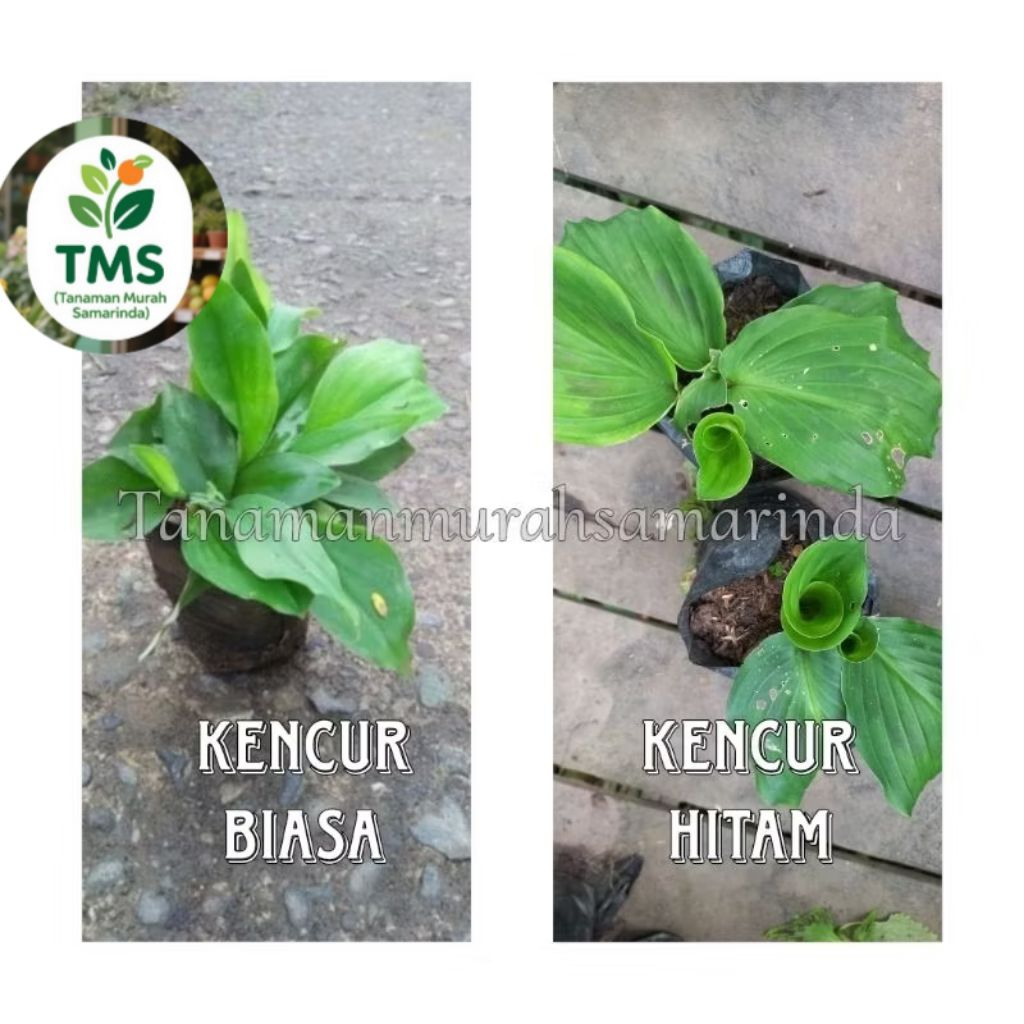 TMS~ Kencur Hitam kencur biasa rimpang rempah herbal