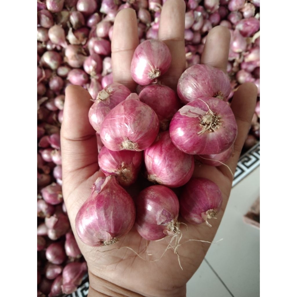 

bawang merah