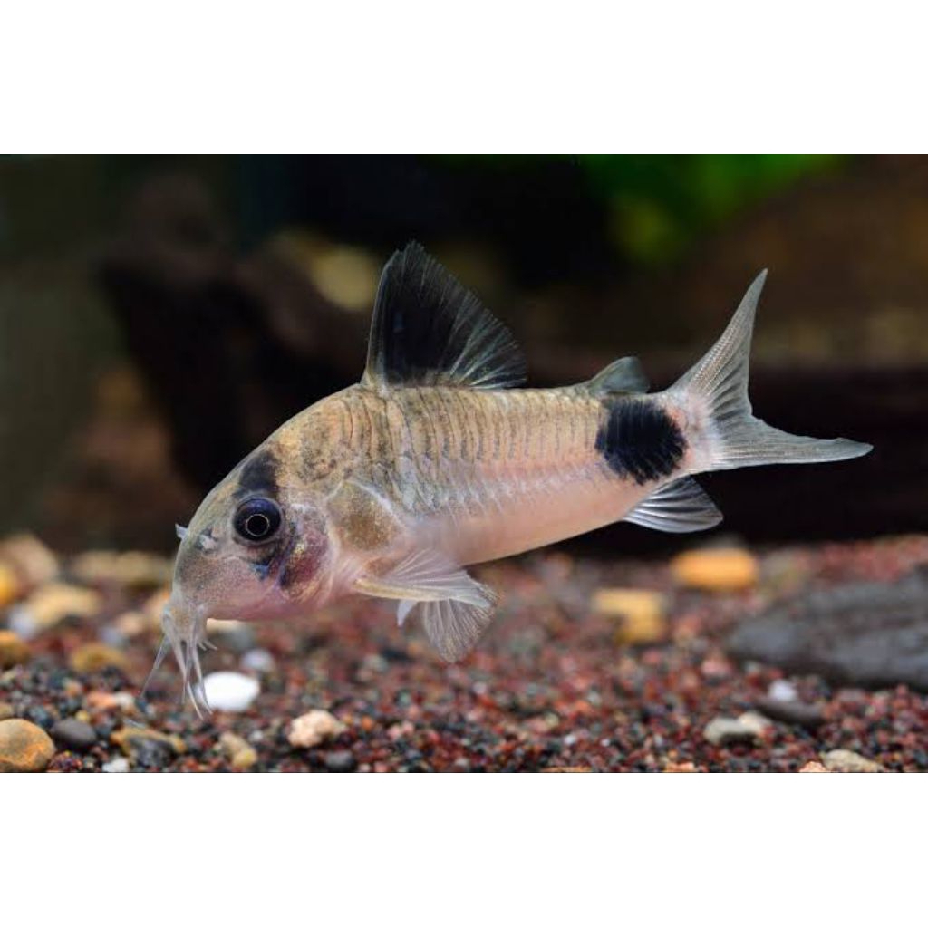 hiasan kebutuhan corydoras panda