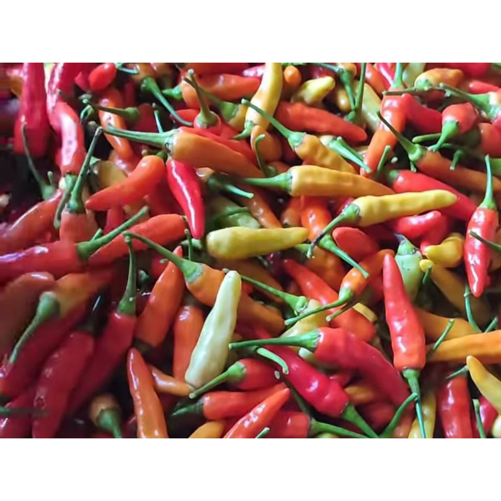 

Cabai Rawit Merah 1kg