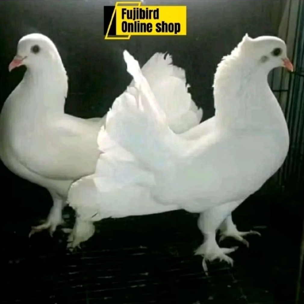 BURUNG MERPATI KI PAS  PUTIH SEPASANG PILIHAN