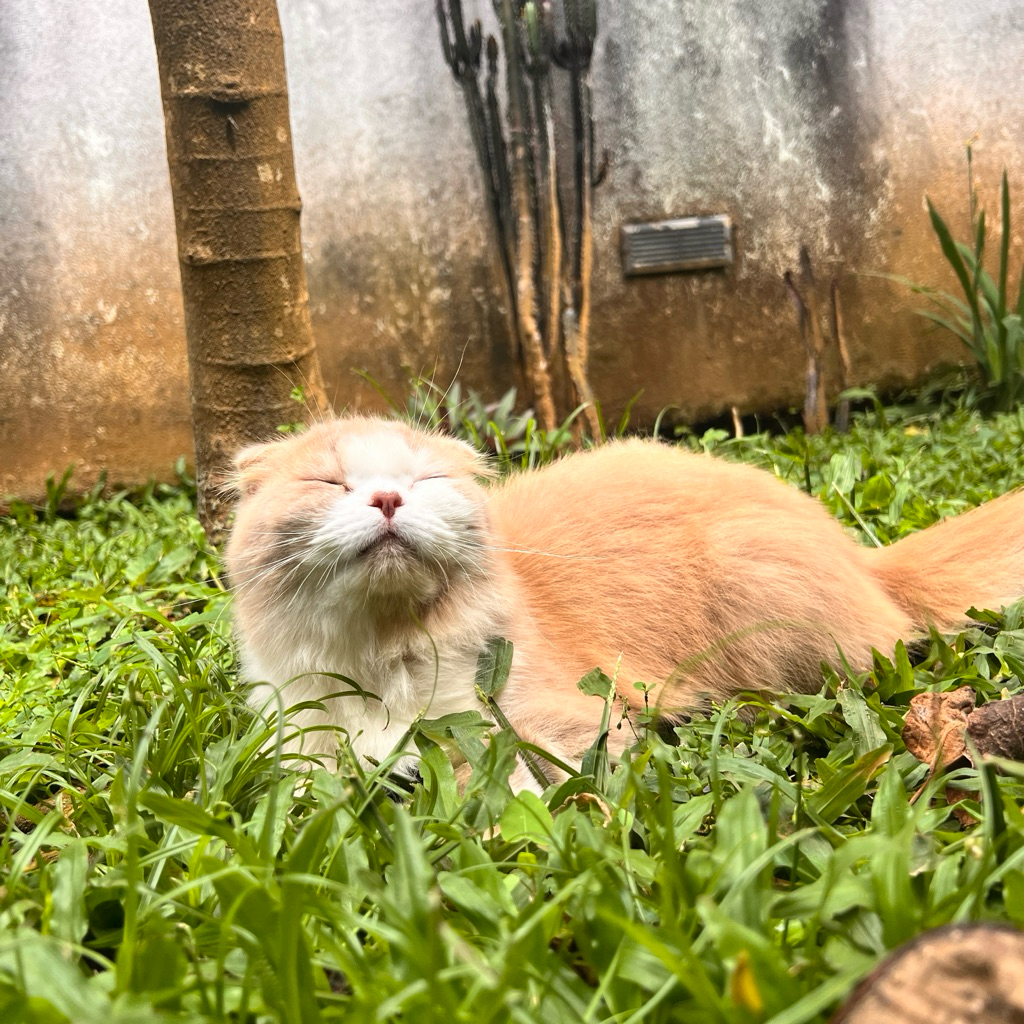 

prinan print invoice scottish fold cat scotish lilac cream bicolor white bico telinga lipat kucing ras skotis bsh bukan persia