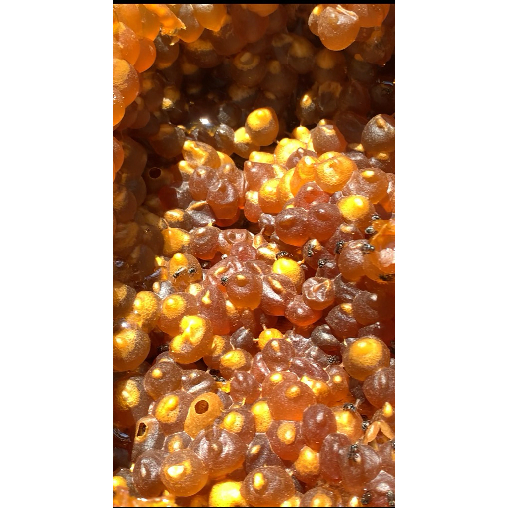 

Madu trigona.kelanceng.kele kele jamin asli,bisa datang langsung ikut panen