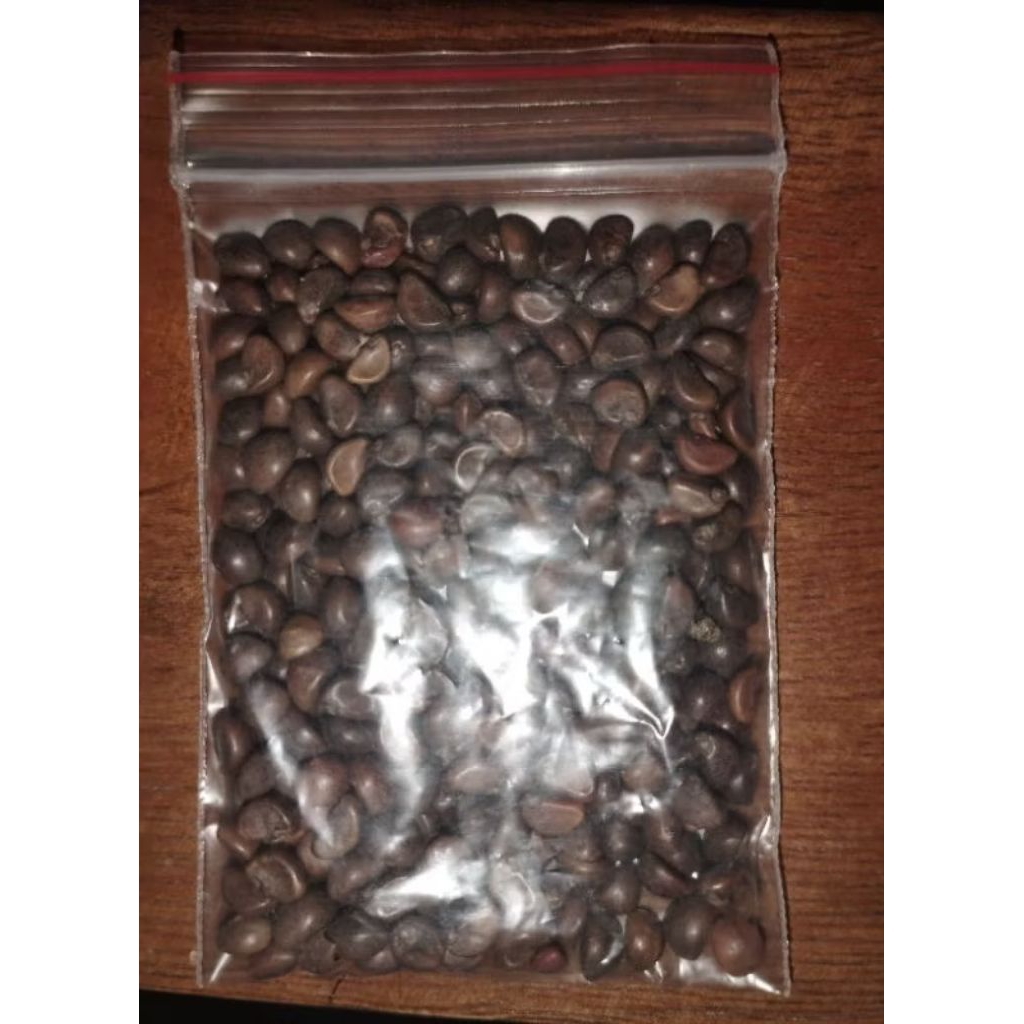 Biji Jagung Ketan Hitam Manis – Benih Unggul Pilihan Petani 100 biji