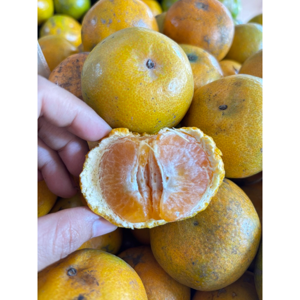 

Jeruk Medan Berastagi