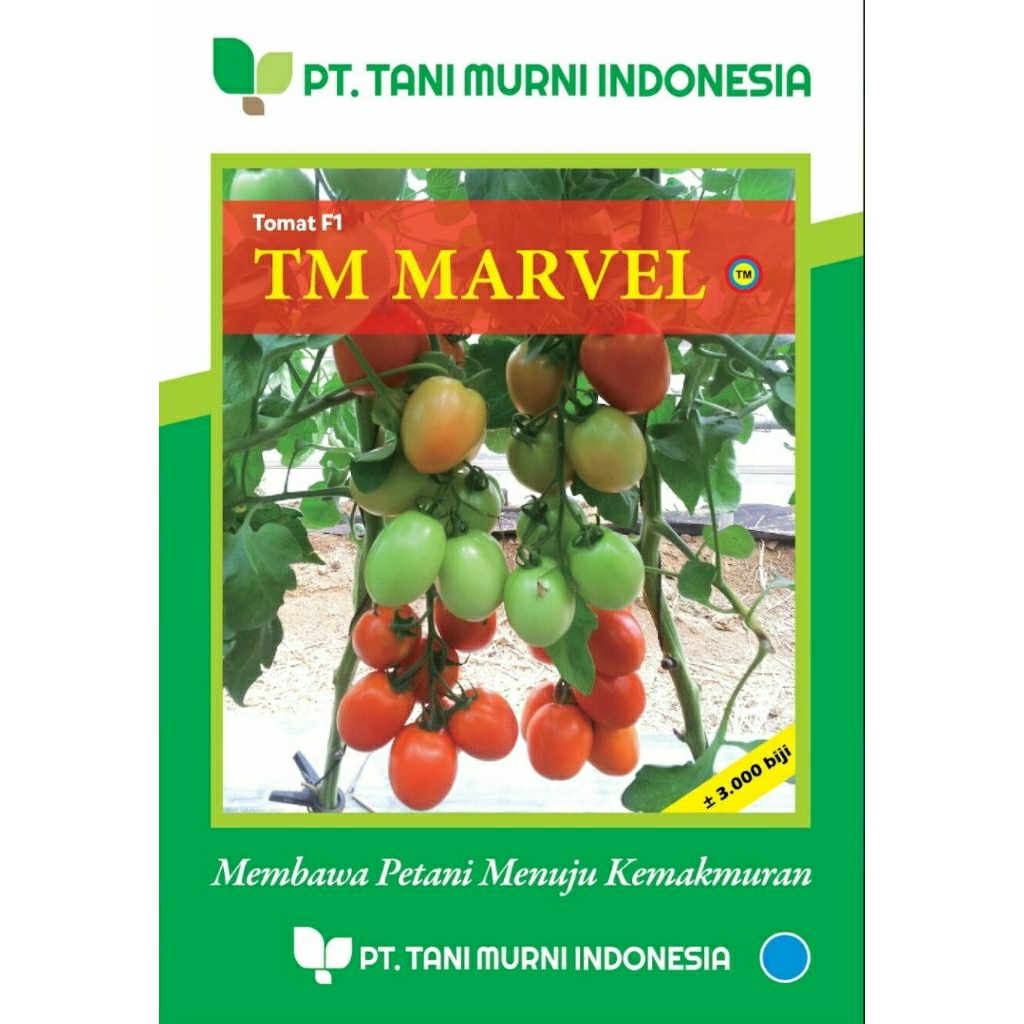 Benih tomat TM MARVEL 3000 biji