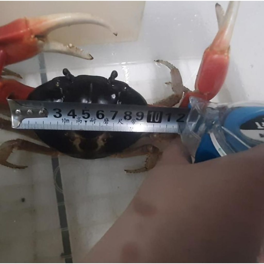 Kepiting Hias Tawar Magna Super Jumbo Uk. 9/10 cm