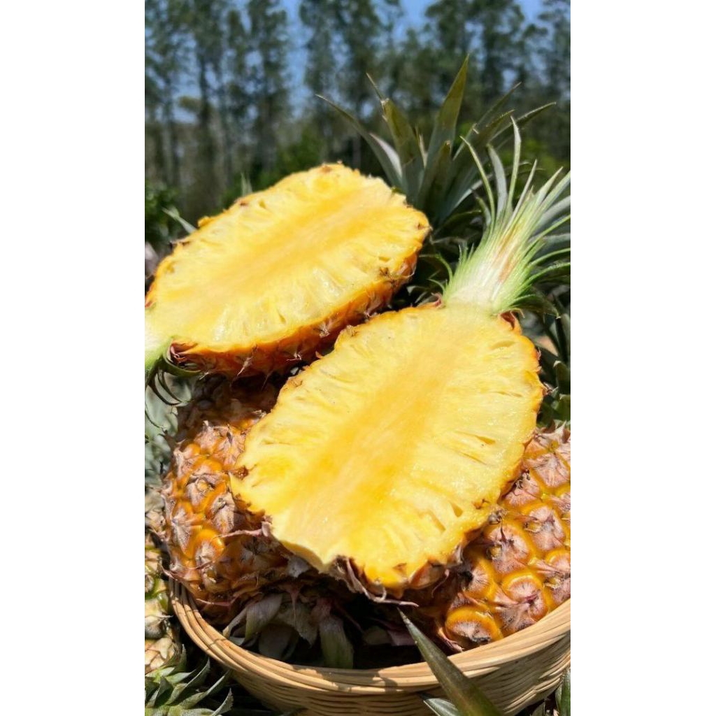 Bibit Buah NANAS MADU JUMBO Super Manis