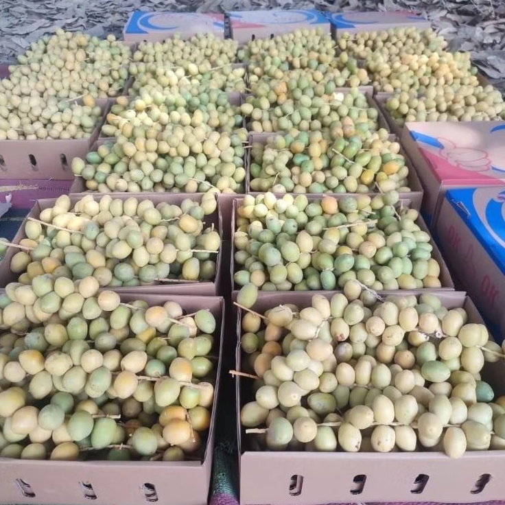 

Grosir|Fresh Sweet Dates | Pre Order | Kurma muda Barkhee|Promil & Vitalitas (1Dus/5kg)