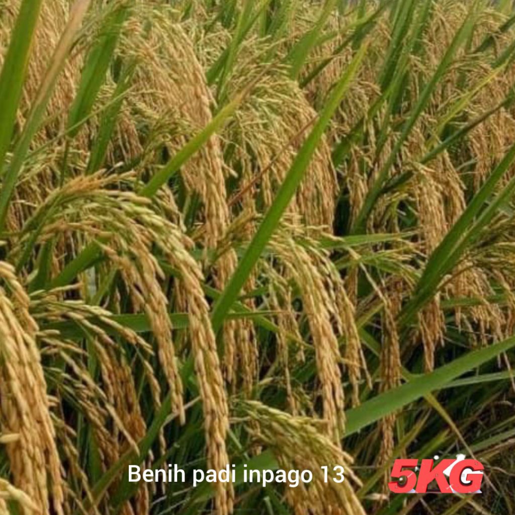 BENIH PADI INPAGO 13