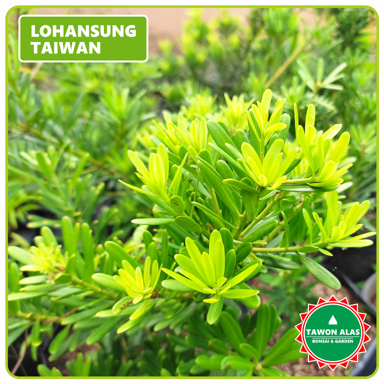 TANAMAN LOHANSUNG BONSAI Original | Taiwan, Blue Cincuan, Blue Ice, Brush Super Mikro, Pucuk Pink