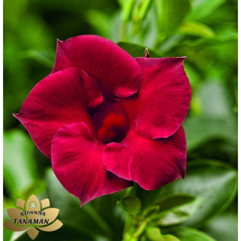 Tanaman Hias Pohon Alamanda Bunga Merah Siap Tanam/Pohon Alamanda Bunga Merah