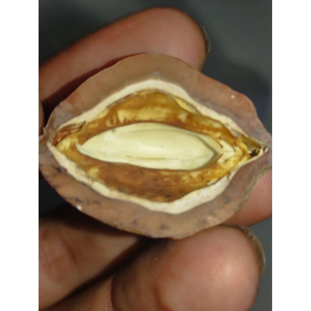 Muncang Adu Jenis Jawa LK Jr Batok Tebal Beli 3 Bonus 1