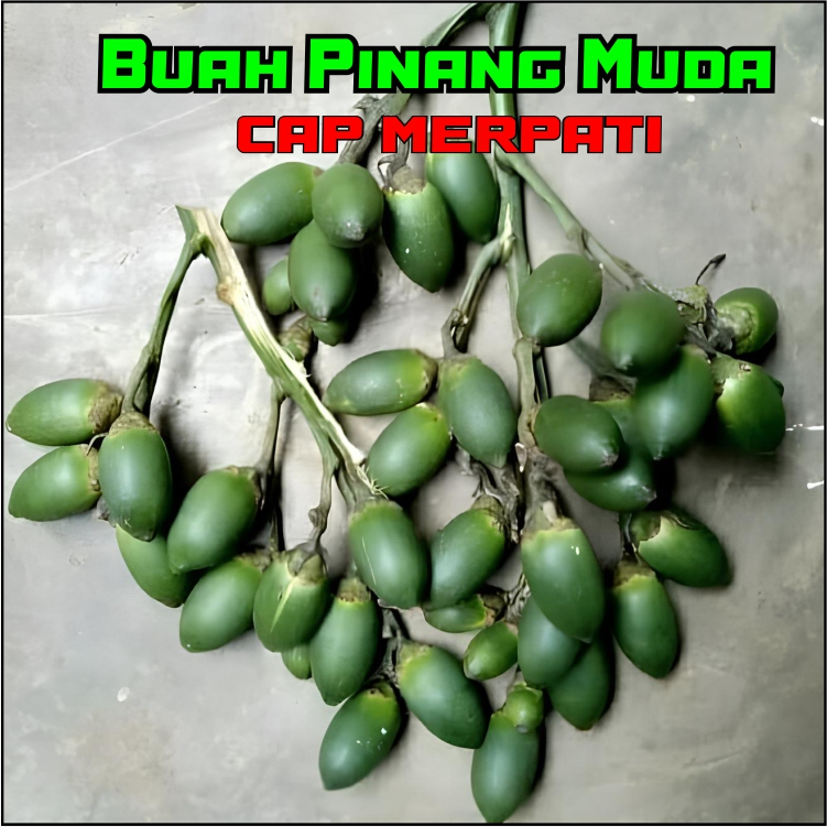 Pinang Muda Pria Perkasa Original Herbal