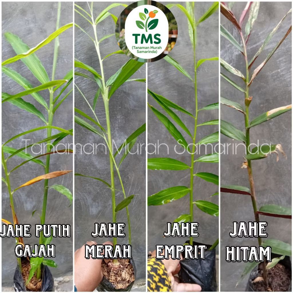 TMS~ jahe hitam jahe merah jahe emprit jahe biasa jahe genjah jahe gajah