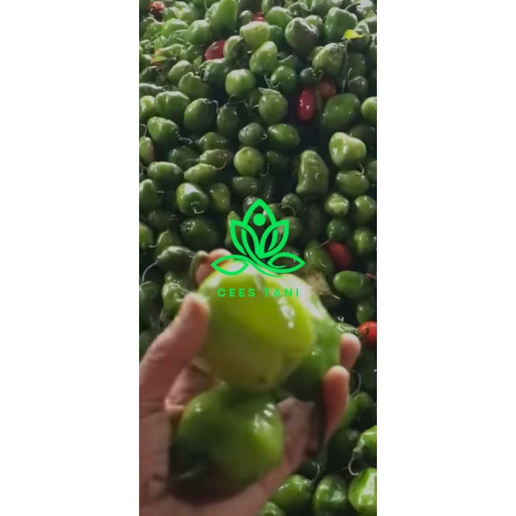 

Cabe gendot murah segar asli bandung dipetik langsung sebelum dipacking 500gr