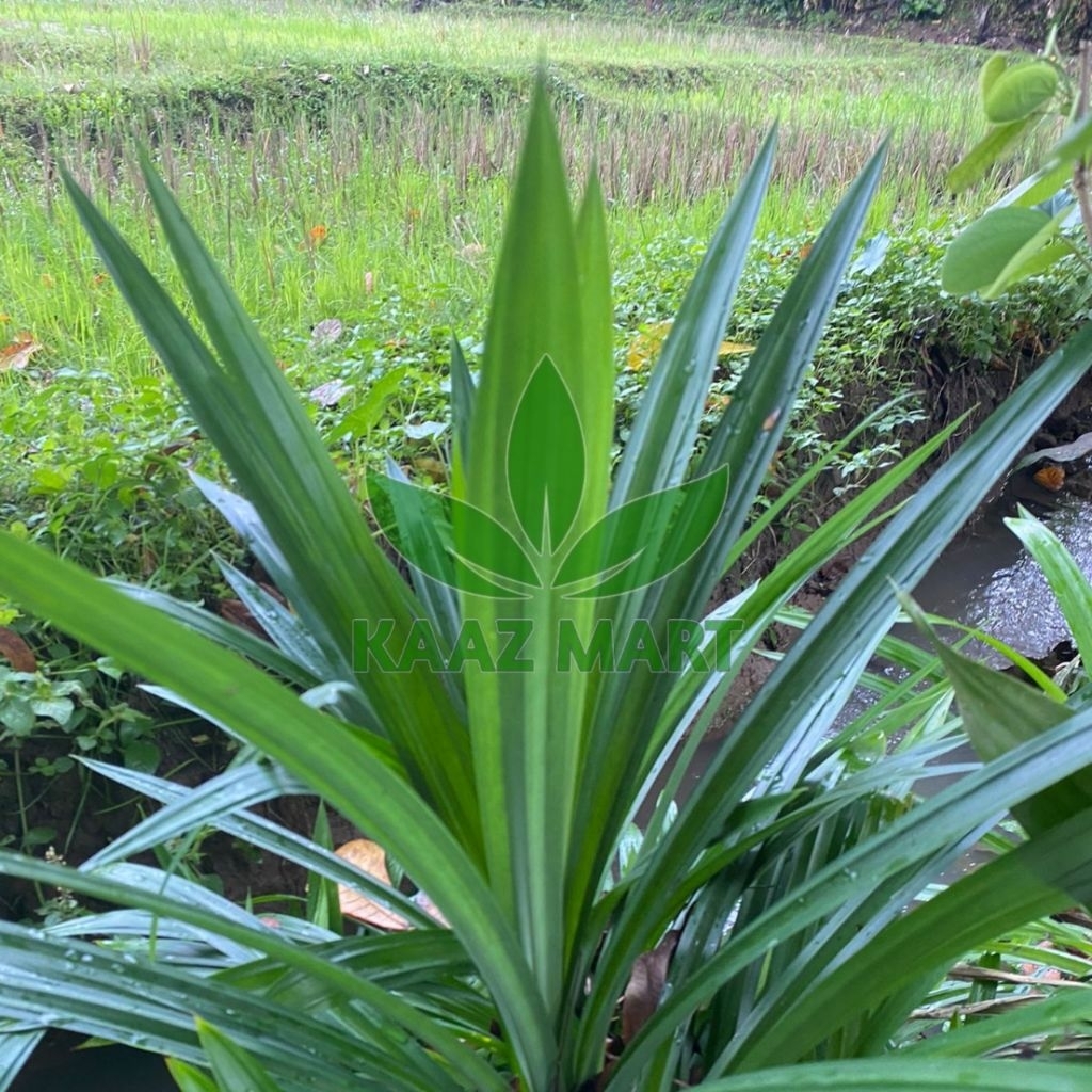 

DAUN PANDAN WANGI FRESH 250g