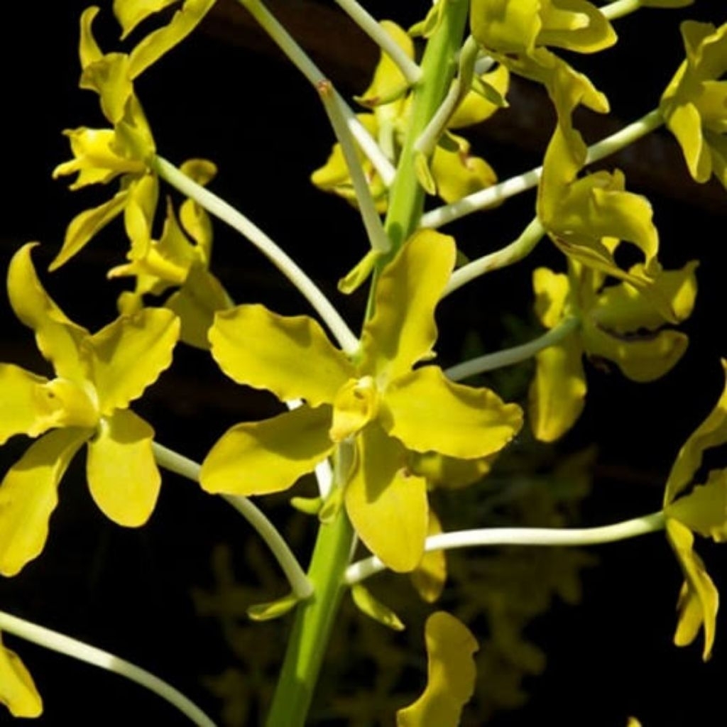 Anggrek Grammatophyllum Speciosum var Flava