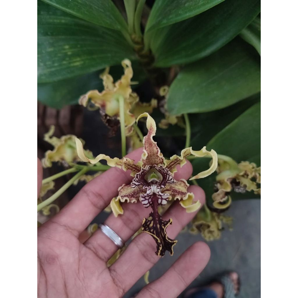 Dendrobium Spectabile jungle