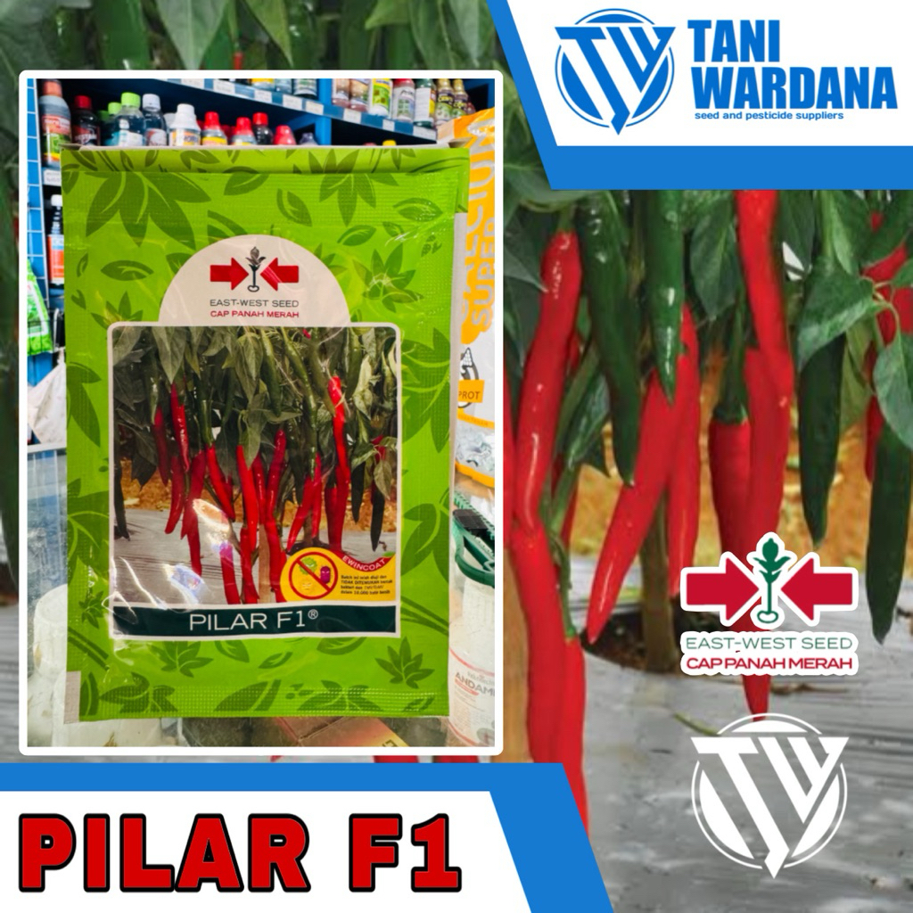 Pilar F1 - benih cabai besar