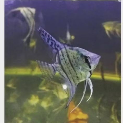 MANFISH PINOY UKURAN M