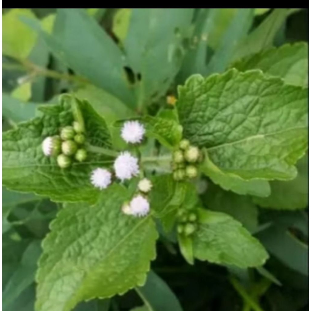 

200gr daun bandotan segar daun babadotan jamu herbal daun badotan