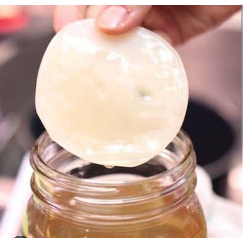 

bibit kombucha diameter 6 cm +200ml