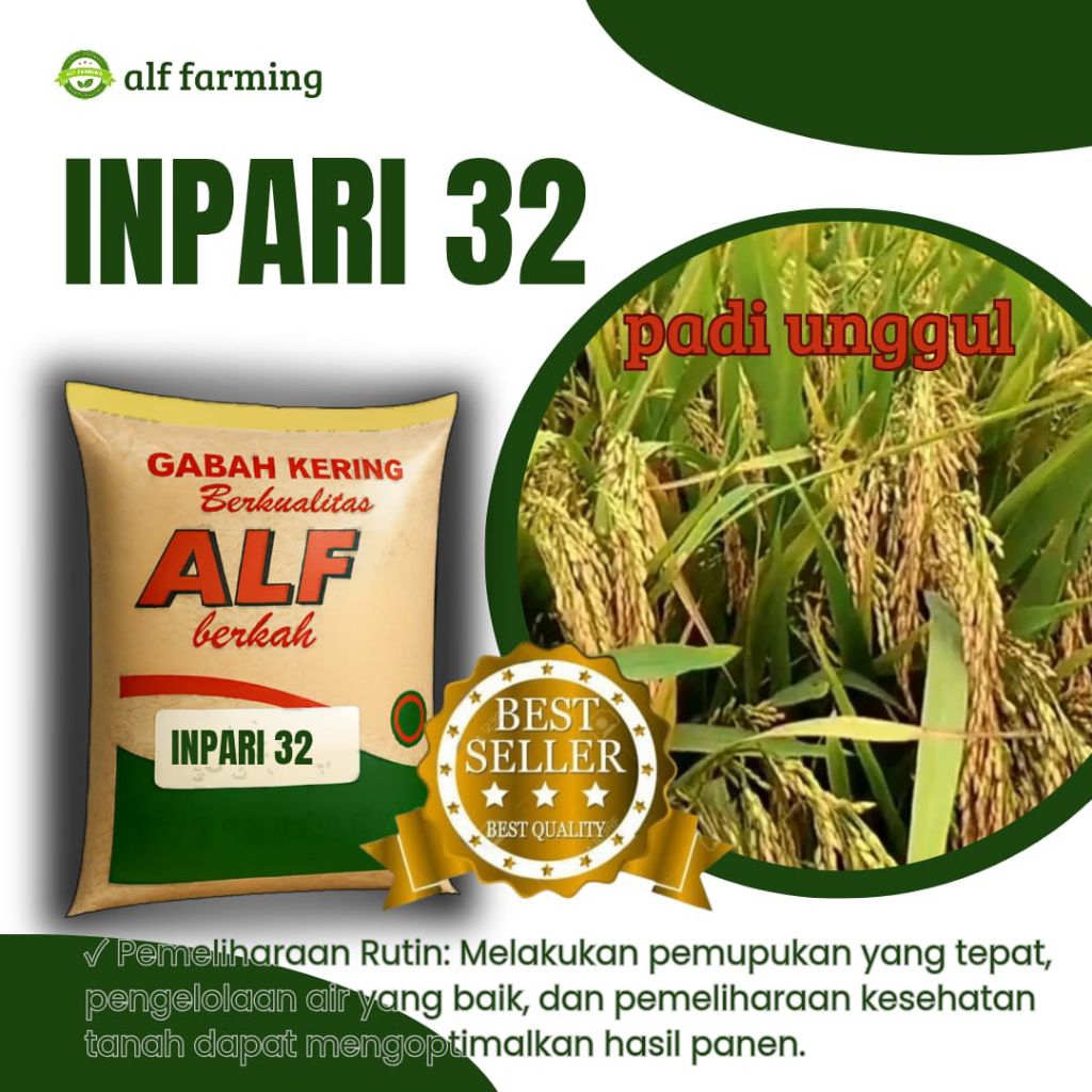 benih padi inpari 32 bibit padi unggul berkualitas kemasan 5kg