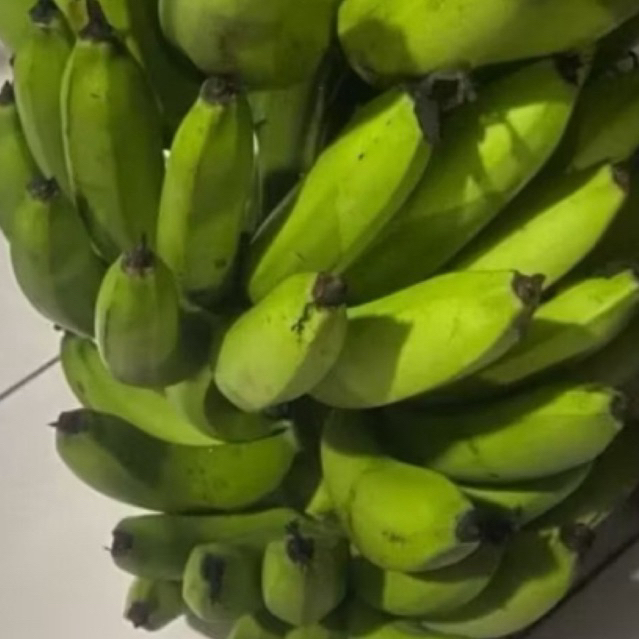 

Buah Pisang Mentah PB FV 250 Pisang Bangkaulu