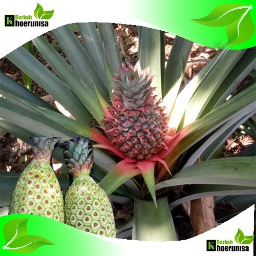 

Buah Nanas Muda Segar Per Butir masih muda