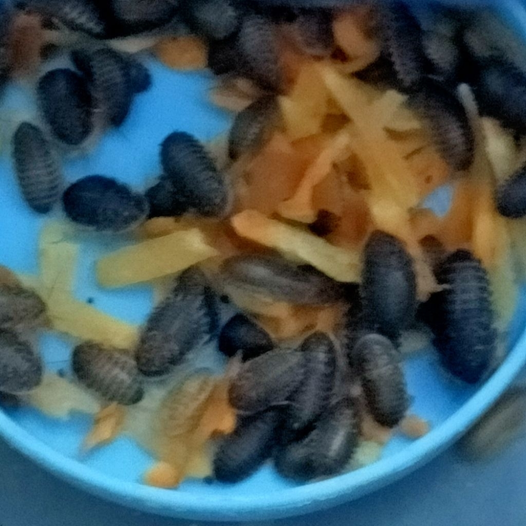 kecoa dubia ( 1cm-1,5cm )110 ekor .  pakan ikan dan reptil