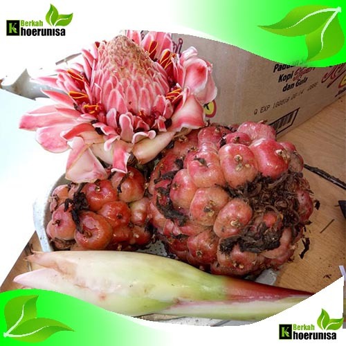 

Buah Honje Pink Sayuran Segar 1 kg masih fresh