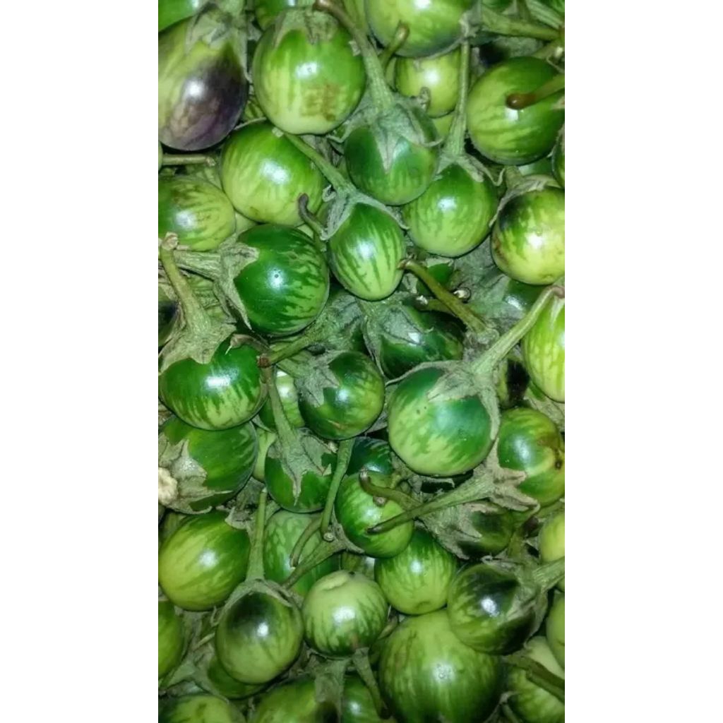 

(1Kg) Terong bulat khas sumsel/Terong sayur/Terong bulat dusun khas Lahat BUKAN TERONG LALAP