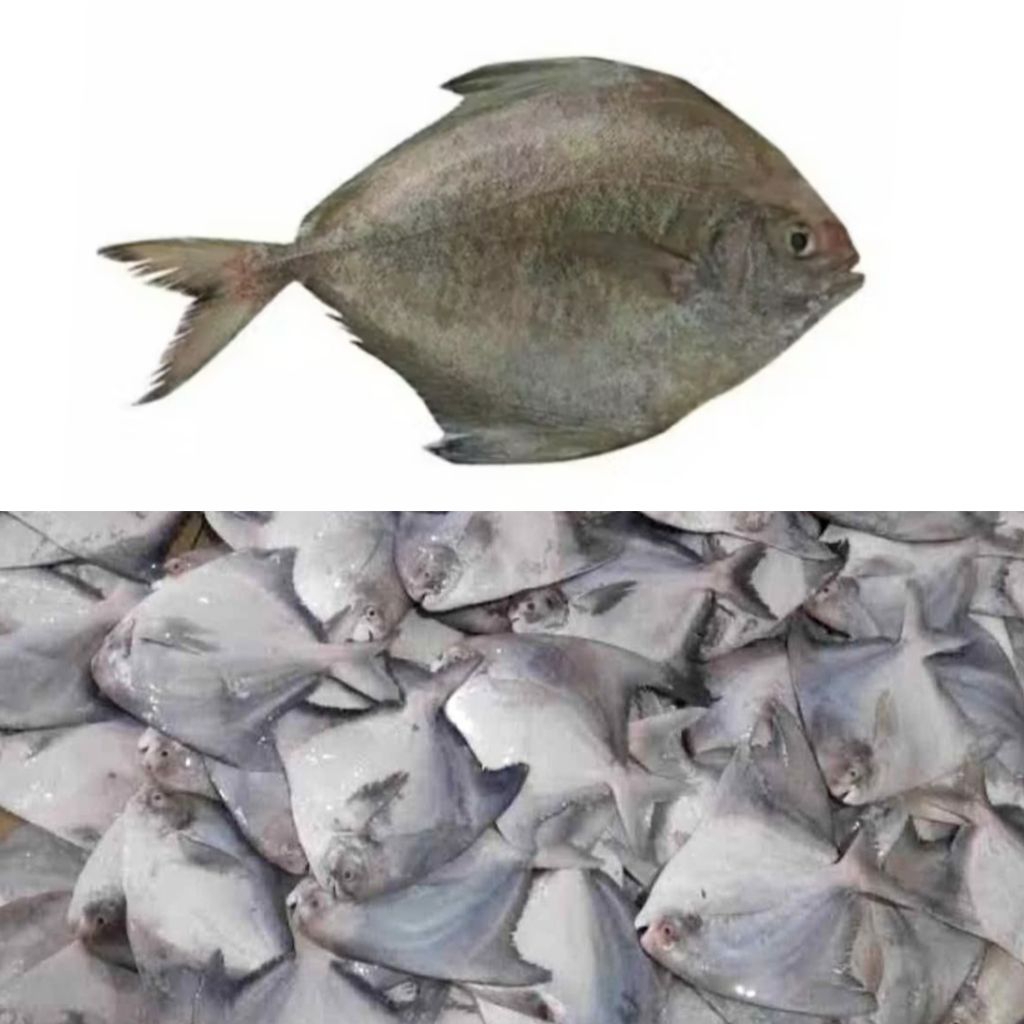 

IKAN BAWAL LAUT 1KG FRESH