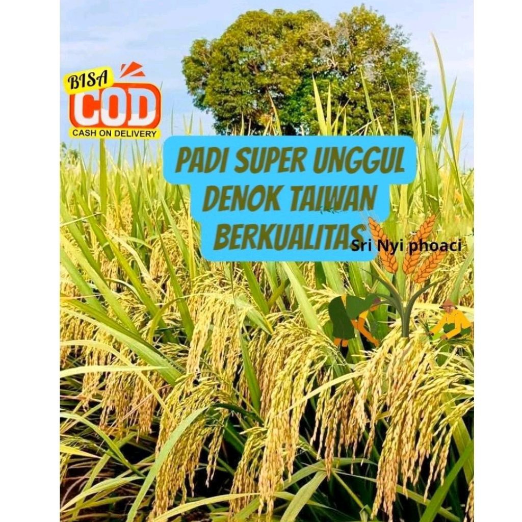 BENIH PADI DENOK TAIWAN SUPER UNGGUL ORIGINAL 5KG