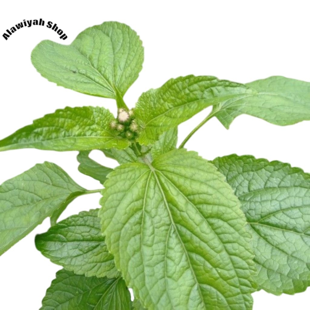 

Daun Babadotan Segar fresh 300 Gram