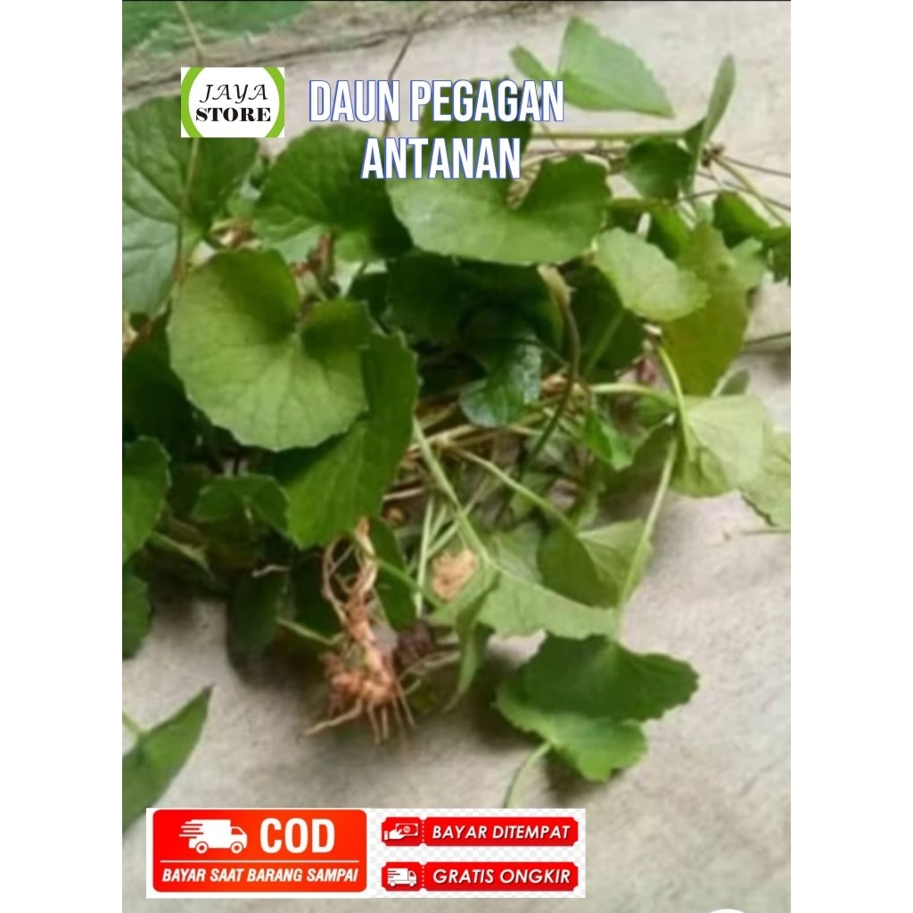 

daun antanan segar 500 gram