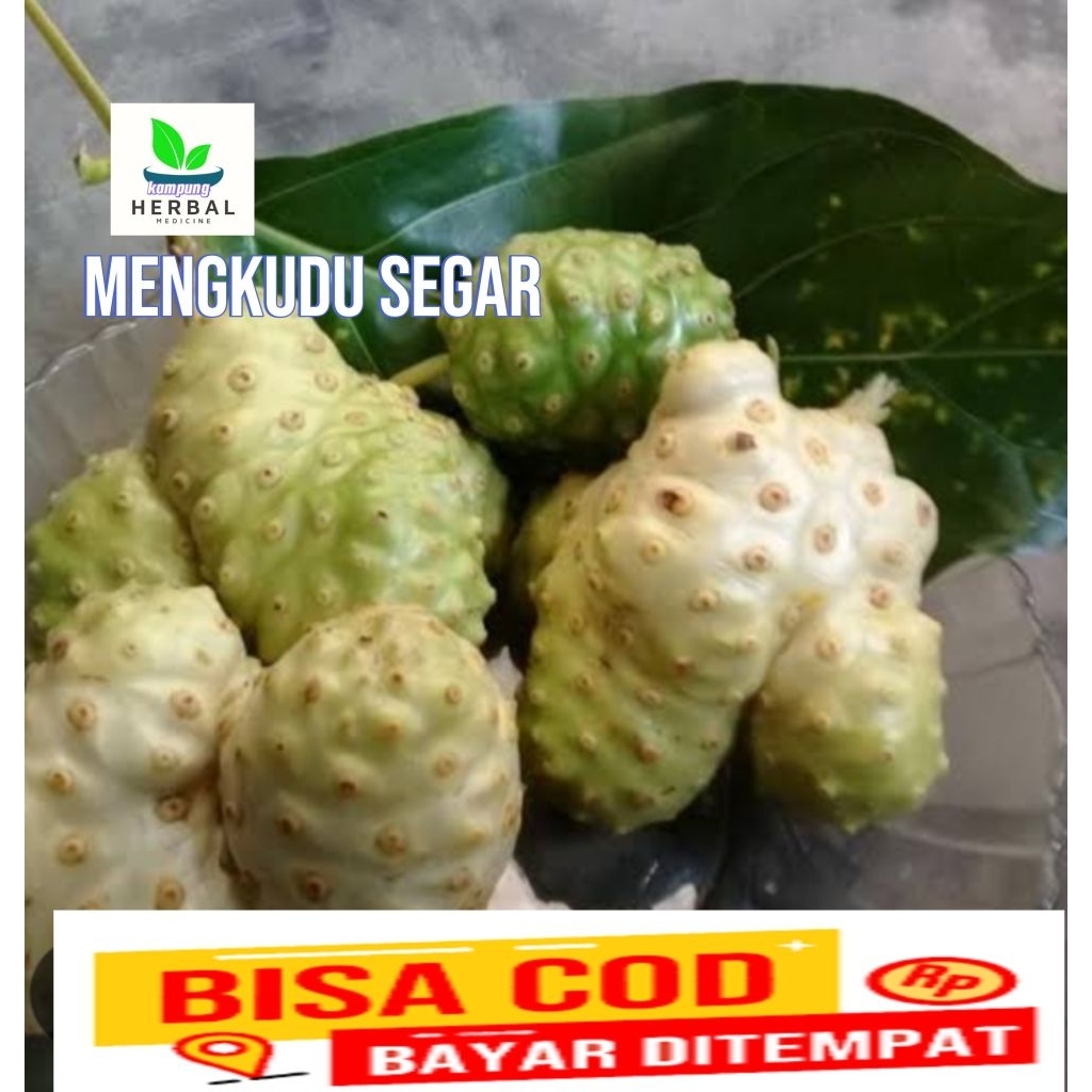 

jual buah mengkudu segar