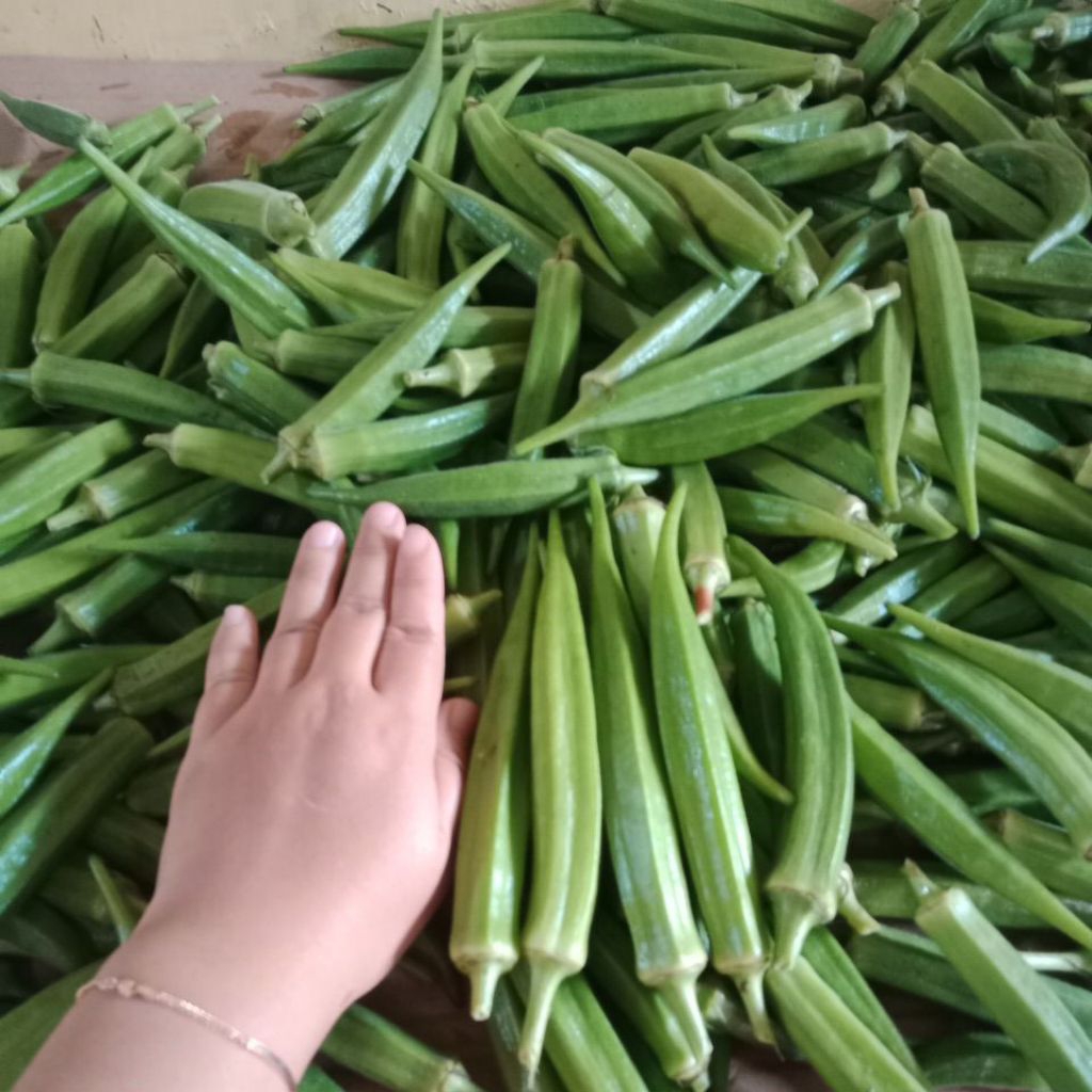 

okra hijau segar 1 kg