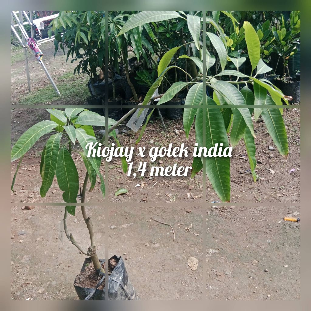 

kombinasi 2 in 1 mangga kiojay x golek india
