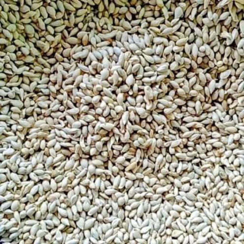 

Biji Jeruk RL / Isi Jeruk RL