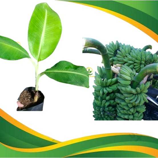 Bibit pisang kepok tanjung