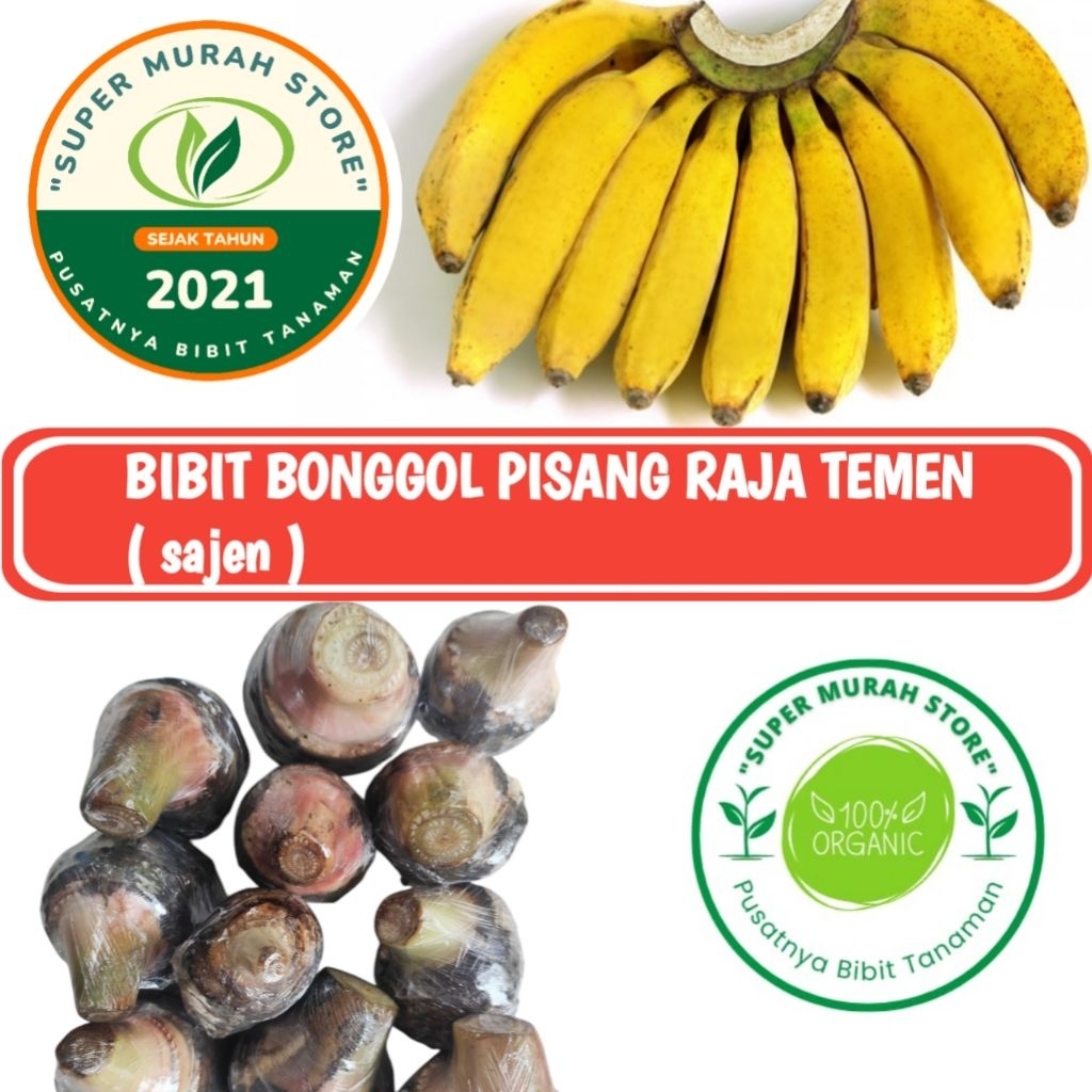 bibit bonggol pisang raja temen raja sajen super