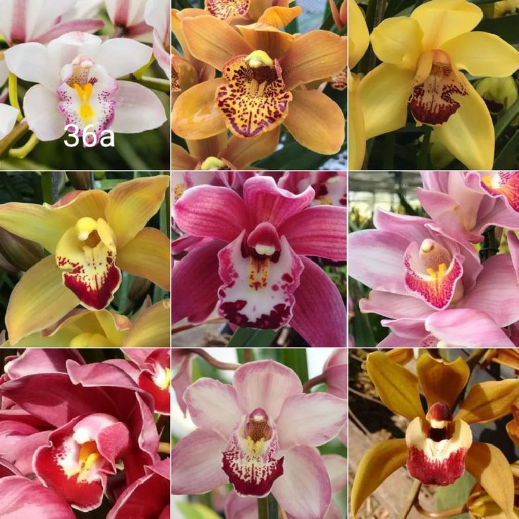 Tanaman hias anggrek dendrobium paket 36 macam2x bunganya
