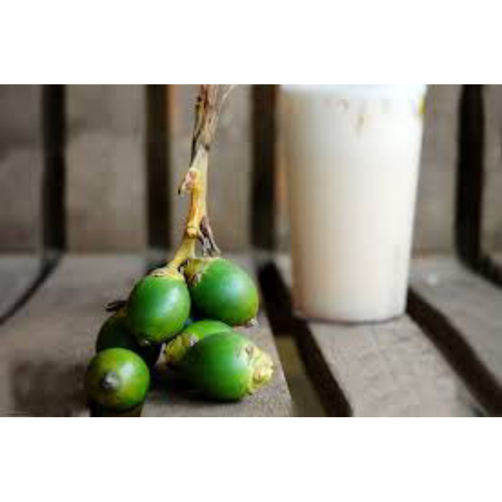 

buah pinang muda - jambe muda per 1 kg