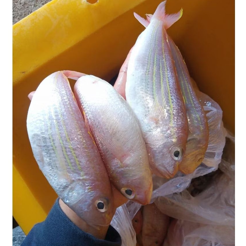 

IKAN KUNIRAN / IKAN KURISI / IKAN TRISI SEGAR 1KG
