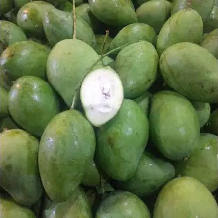 

Mangga muda mentah