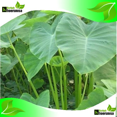 

Daun Lompong Segar 10 lembar sayuran herbal