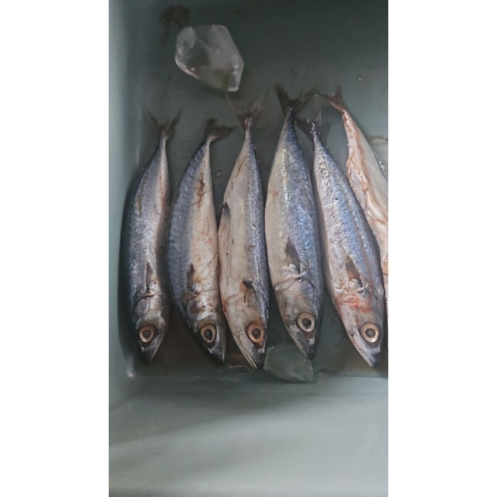 

ikan kembung layang 1000 gram